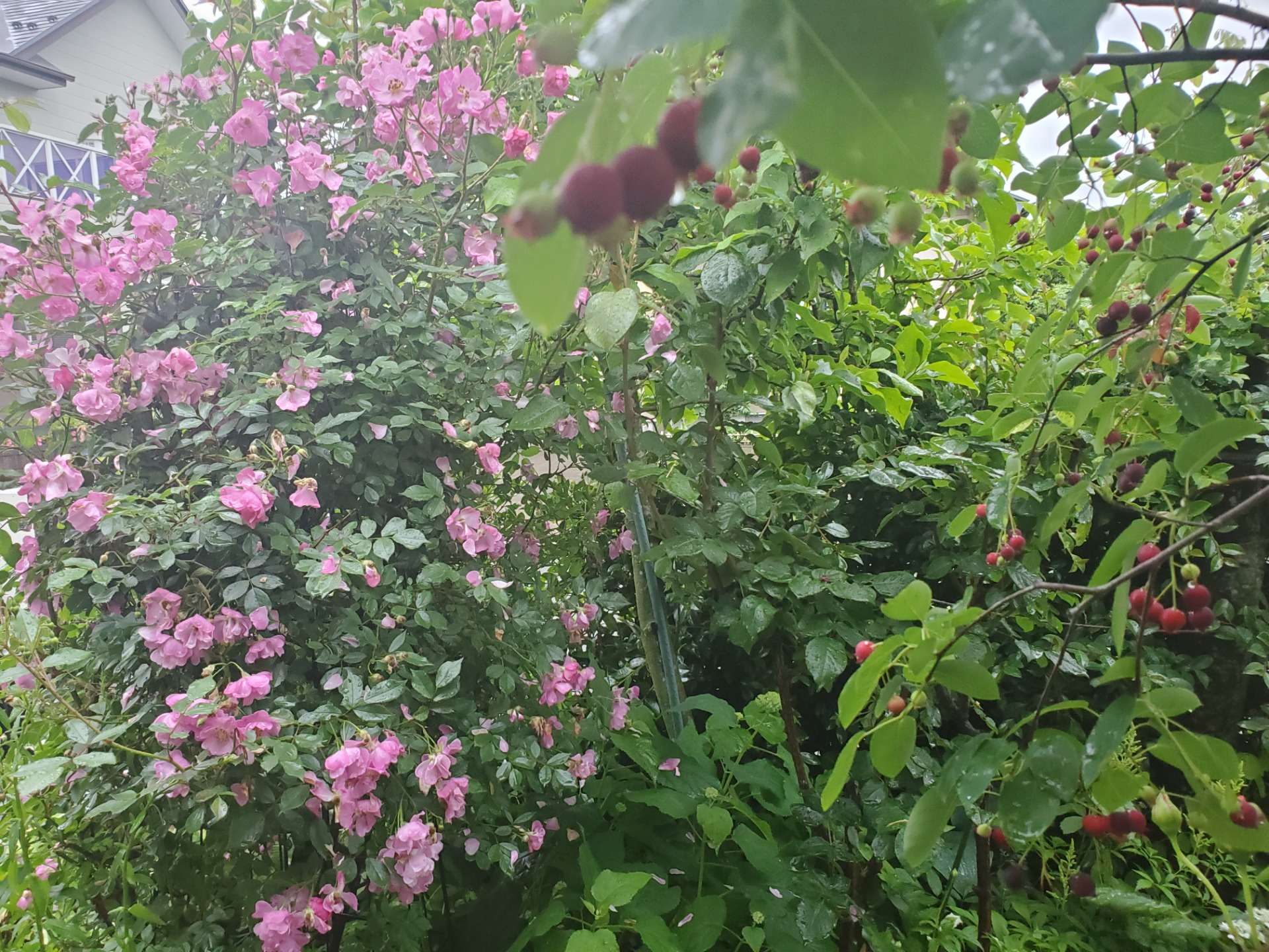 RoseFairy 晩秋